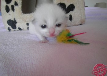 chaton mle blue bicolour - Chatterie Ragdolls du Val de Beauvoir